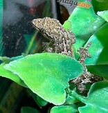 Magazoo Gecko nain /Mourning gecko