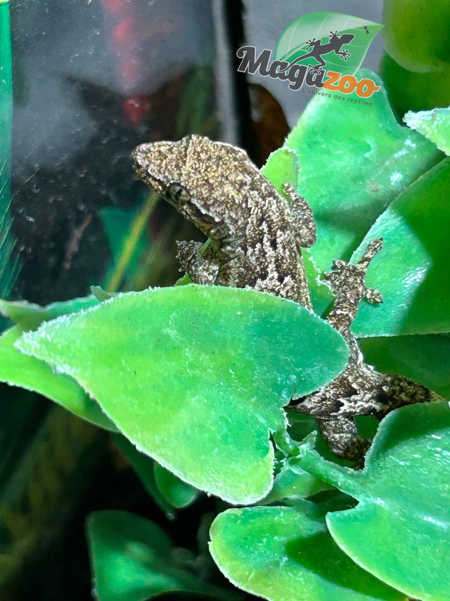 Magazoo Gecko nain /Mourning gecko