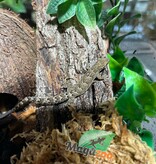 Magazoo Gecko nain /Mourning gecko