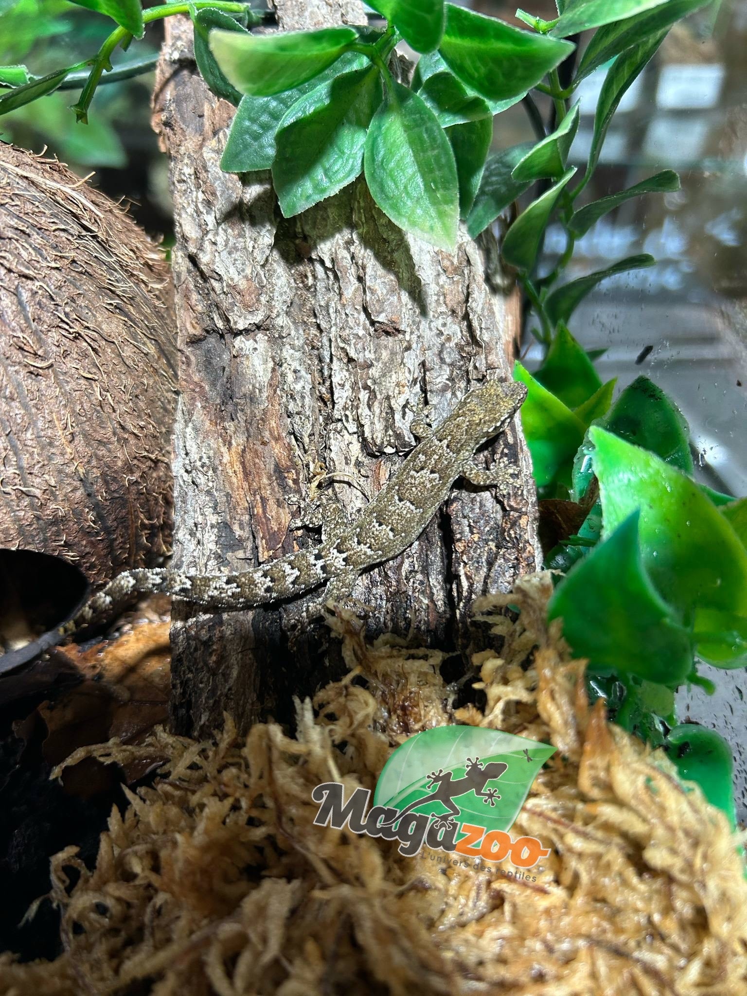 Magazoo Mourning gecko