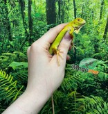 Magazoo Iguane vert albino Mâle