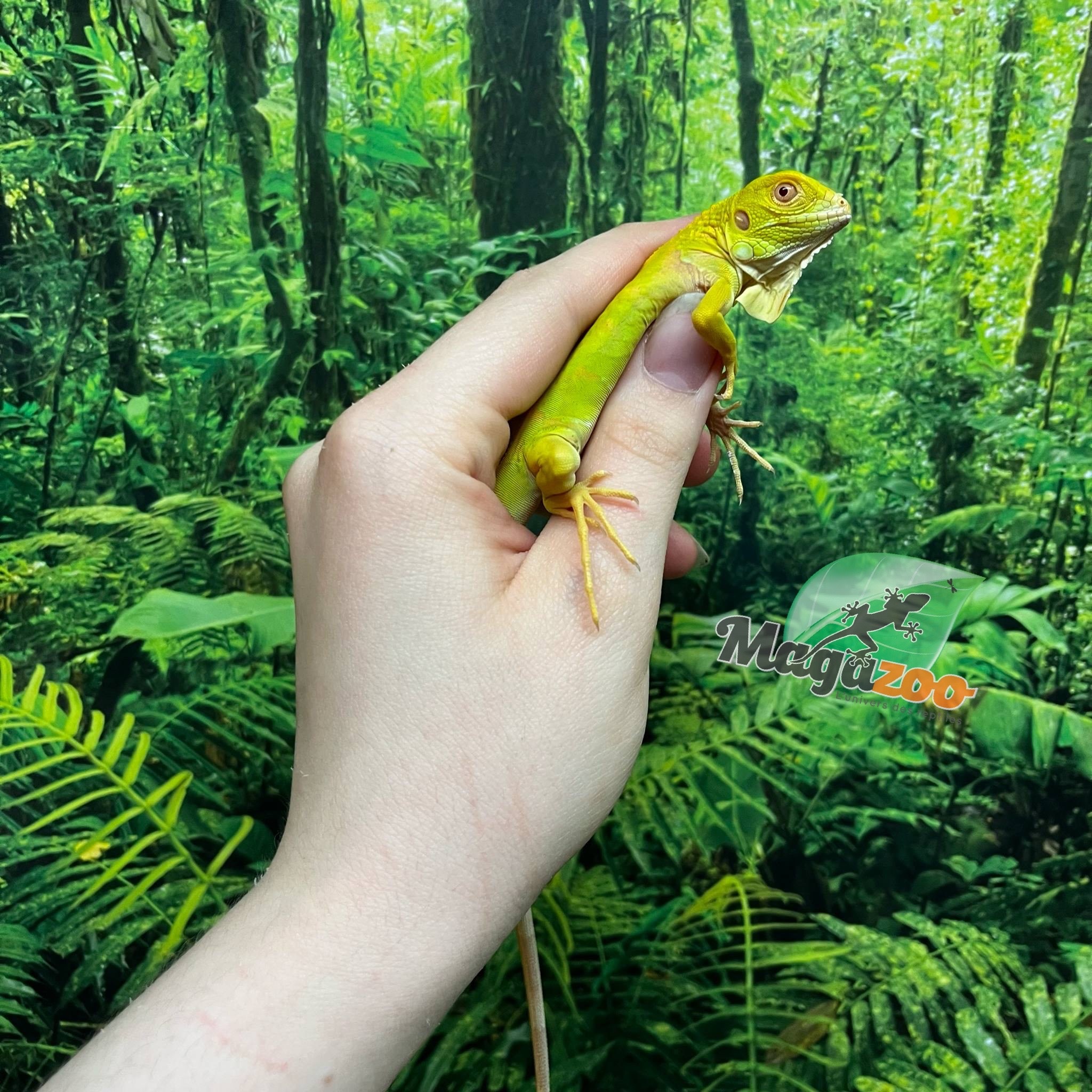Magazoo Albino Green iguana