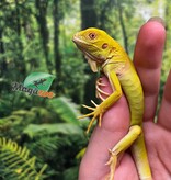Magazoo Albino Green iguana