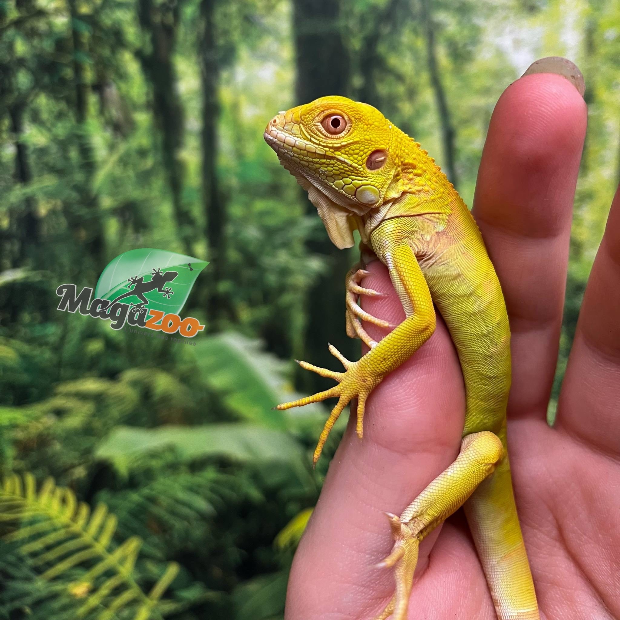 Magazoo Iguane vert albino Mâle