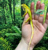 Magazoo Iguane vert albino Mâle