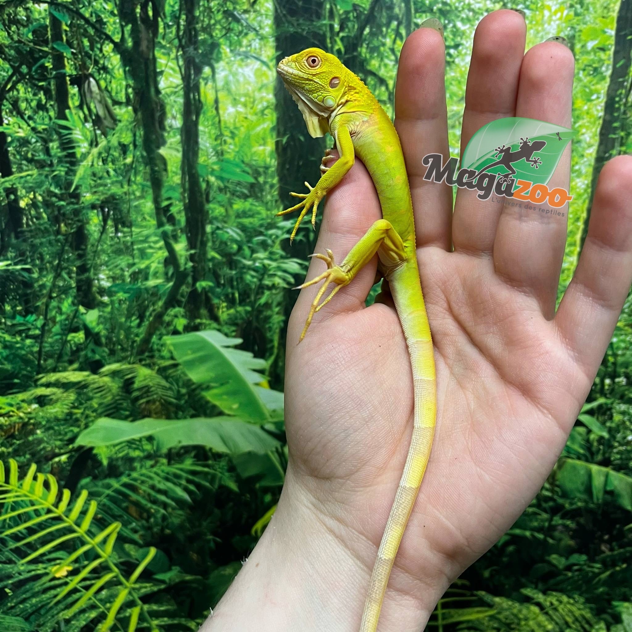 Magazoo Iguane vert albino Mâle