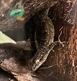 Magazoo Mourning gecko
