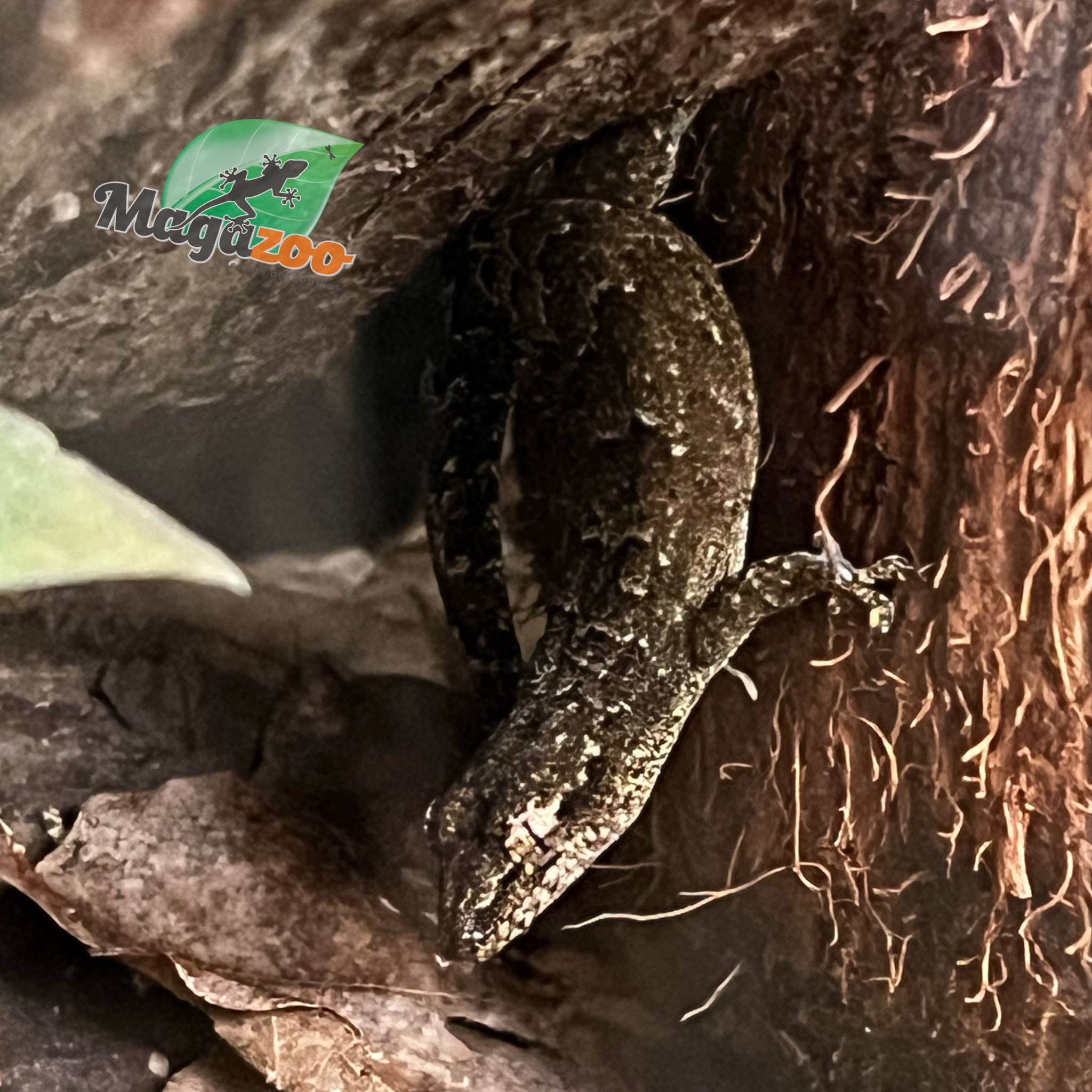 Magazoo Mourning gecko