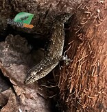 Magazoo Mourning gecko