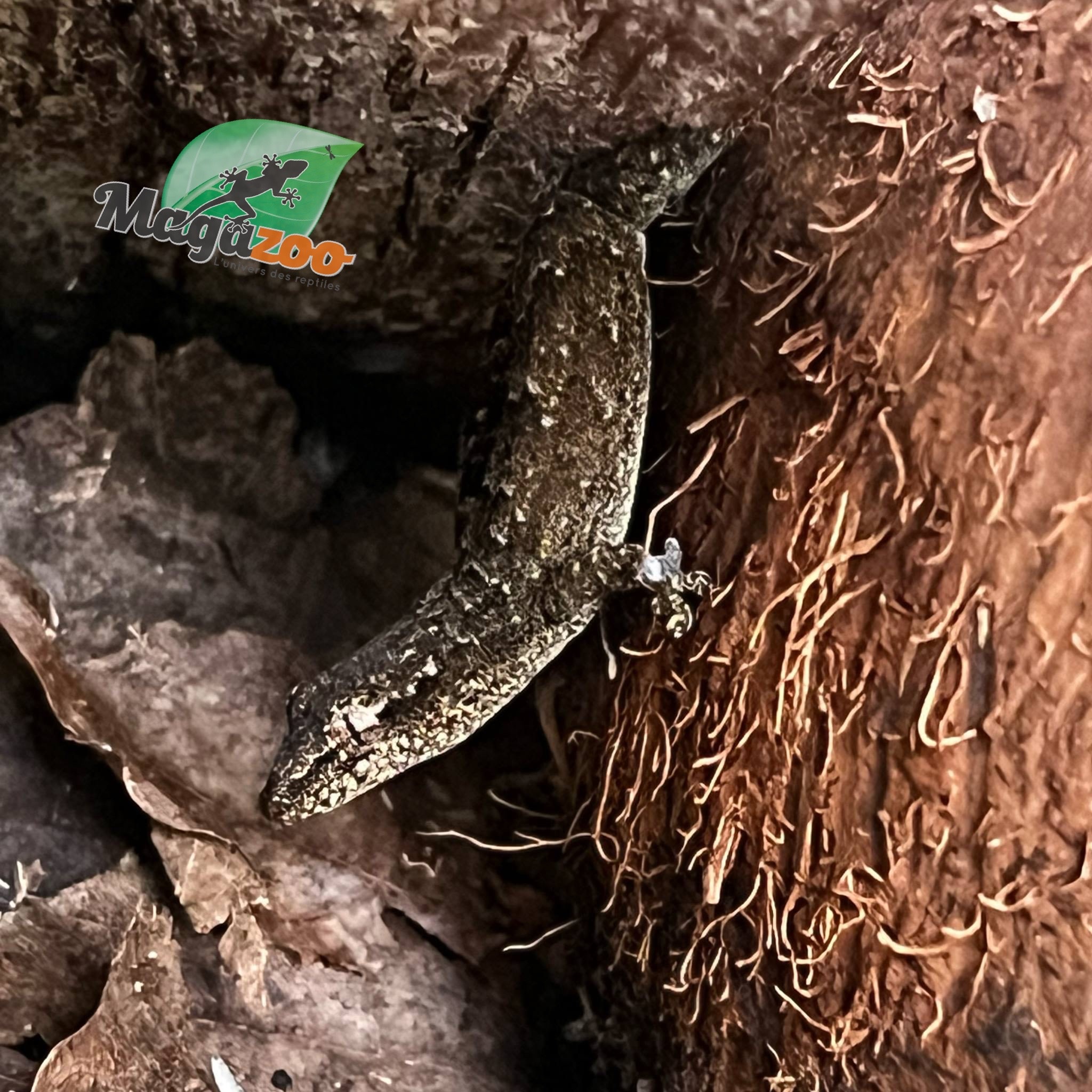 Magazoo Mourning gecko