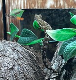 Magazoo Gecko nain /Mourning gecko