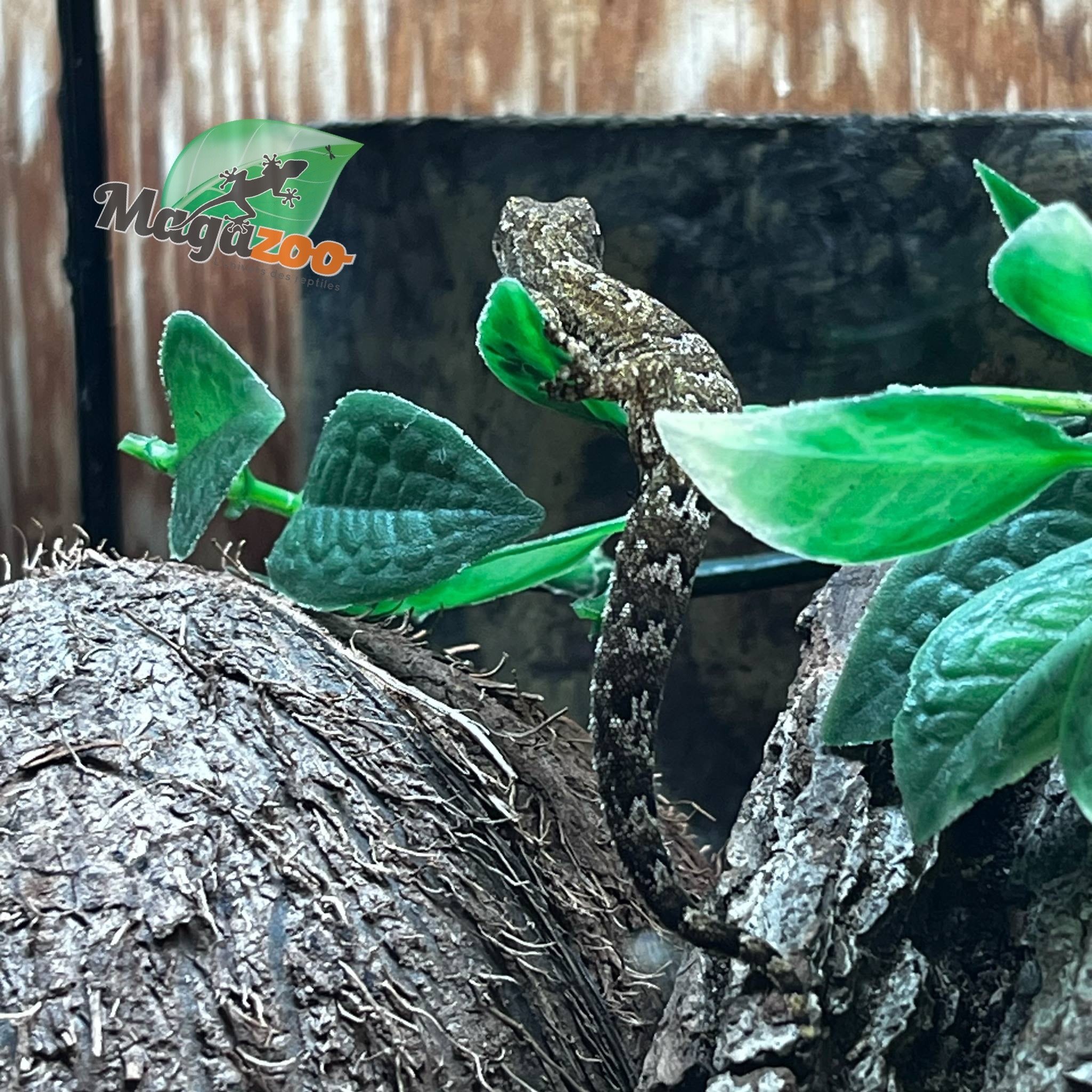 Magazoo Mourning gecko