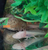 Magazoo Albino White Mexican axolotl