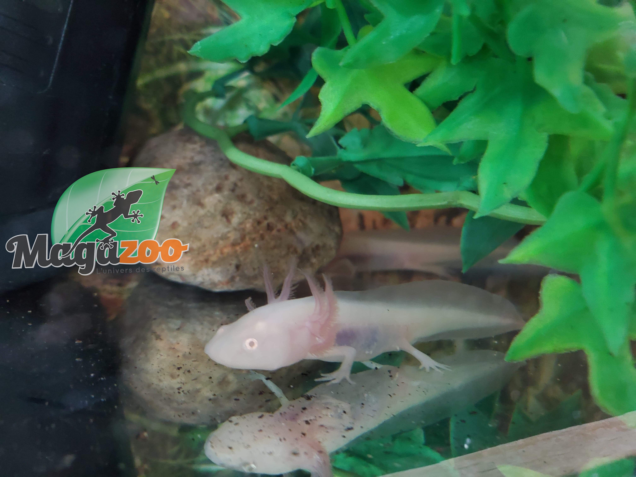 Magazoo Axolotl mexicain Albino Blanc