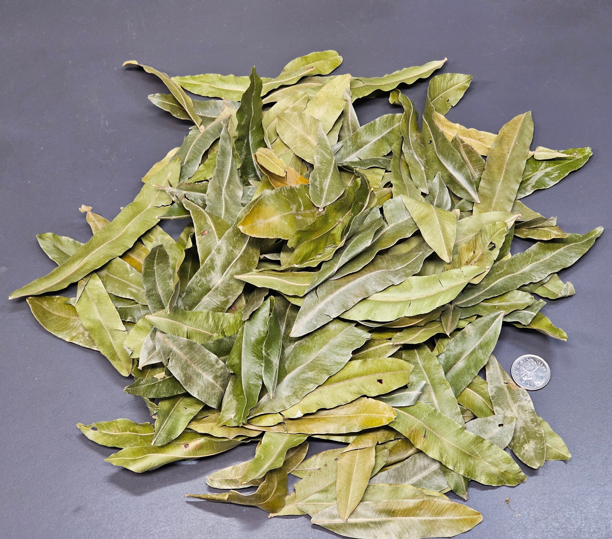 La Swamp LA SWAMP LEAF-THI-1 Feuilles de Palmier de Thika 1oz/ Thika palm leaves 1oz