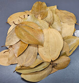 La Swamp Cinnamon leaves