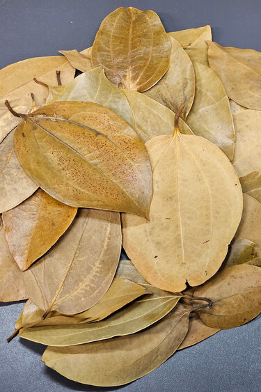La Swamp Cinnamon leaves