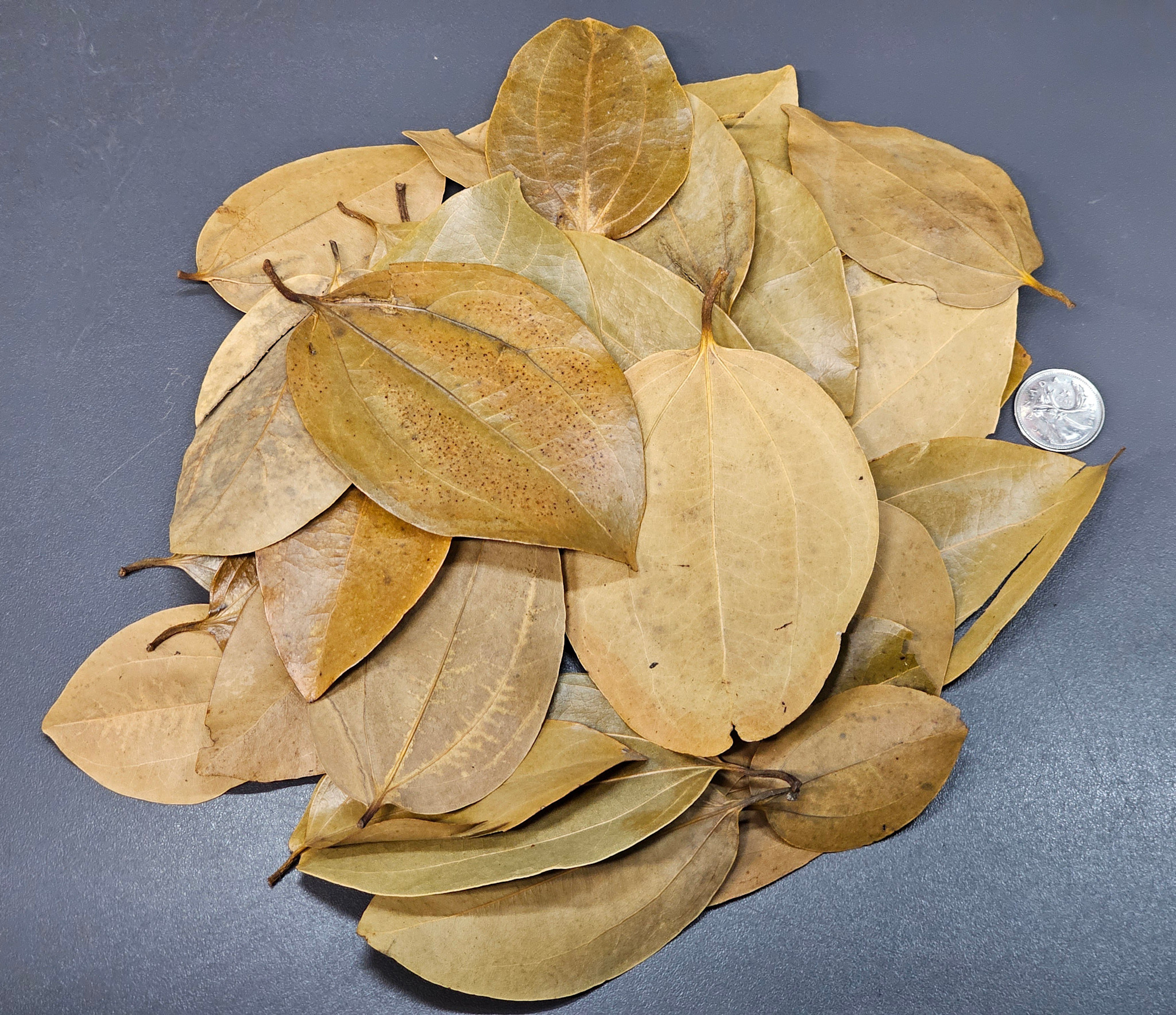 La Swamp Cinnamon leaves