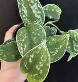 Magazoo Plante Scindapsus Pictus 'Argyraeus' | Pothos argenté - 10 cm