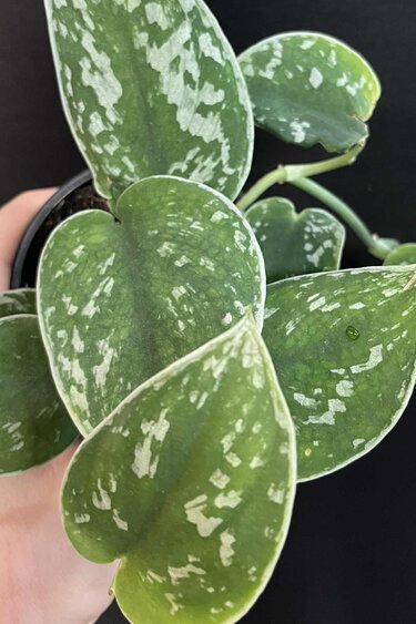 Magazoo Scindapsus Pictus 'Argyraeus' Plant | Pothos argenté - 10 cm