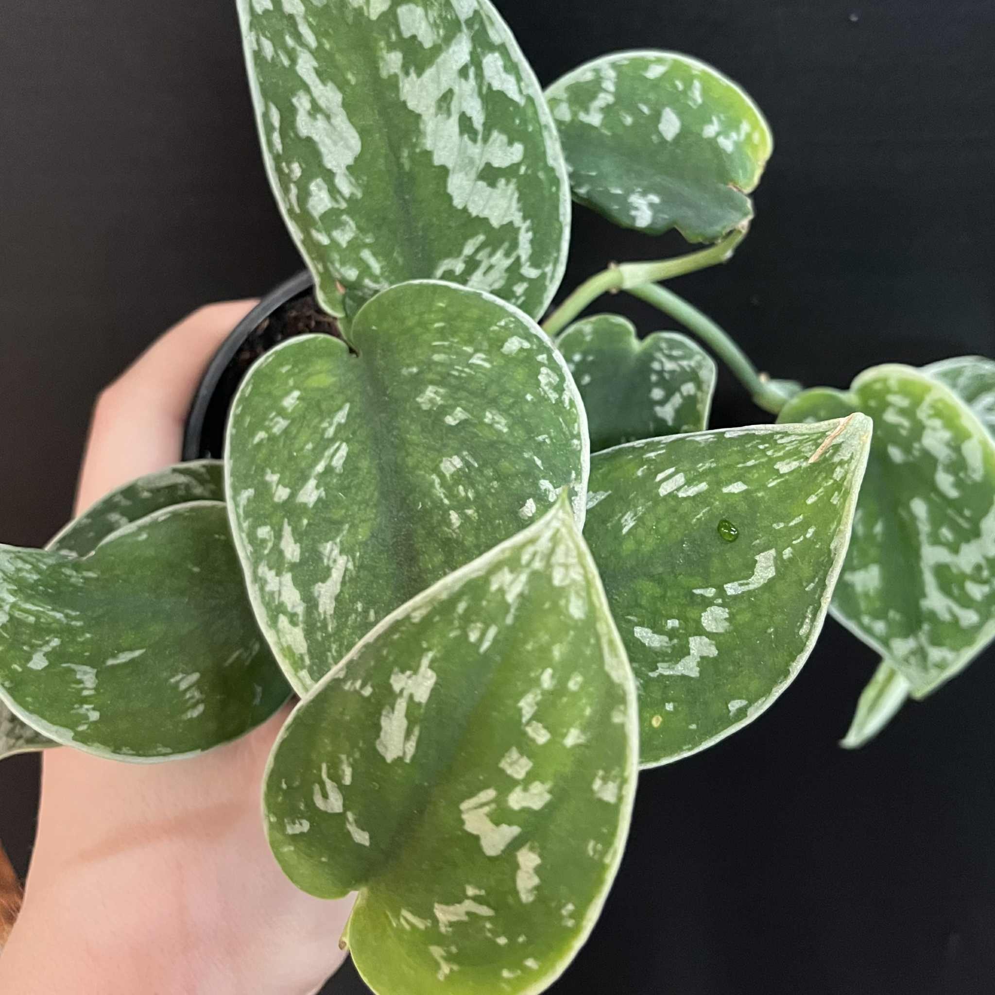 Magazoo Plante Scindapsus Pictus 'Argyraeus' | Pothos argenté - 10 cm