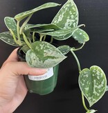 Magazoo Scindapsus Pictus 'Argyraeus' Plant | Pothos argenté - 10 cm