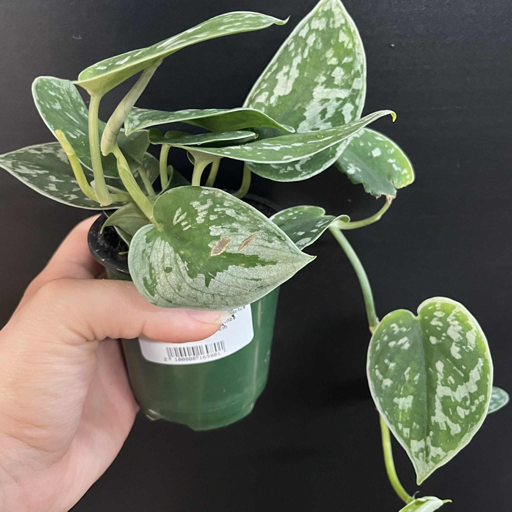 Magazoo Scindapsus Pictus 'Argyraeus' Plant | Pothos argenté - 10 cm