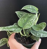 Magazoo Scindapsus Pictus 'Argyraeus' Plant | Pothos argenté - 10 cm
