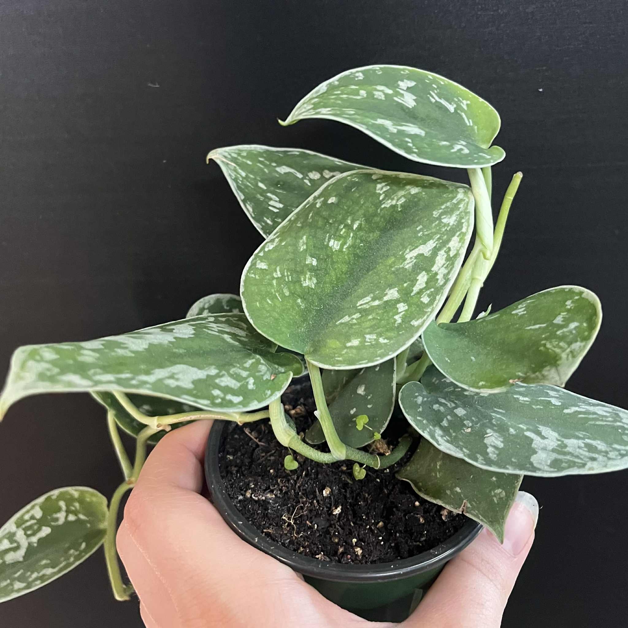Magazoo Plante Scindapsus Pictus 'Argyraeus' | Pothos argenté - 10 cm