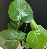 Magazoo Plante Monstera 'Deliciosa' 10cm
