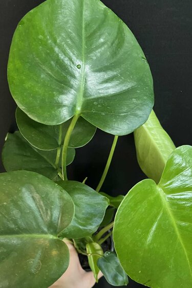 Magazoo Plante Monstera 'Deliciosa' 10cm