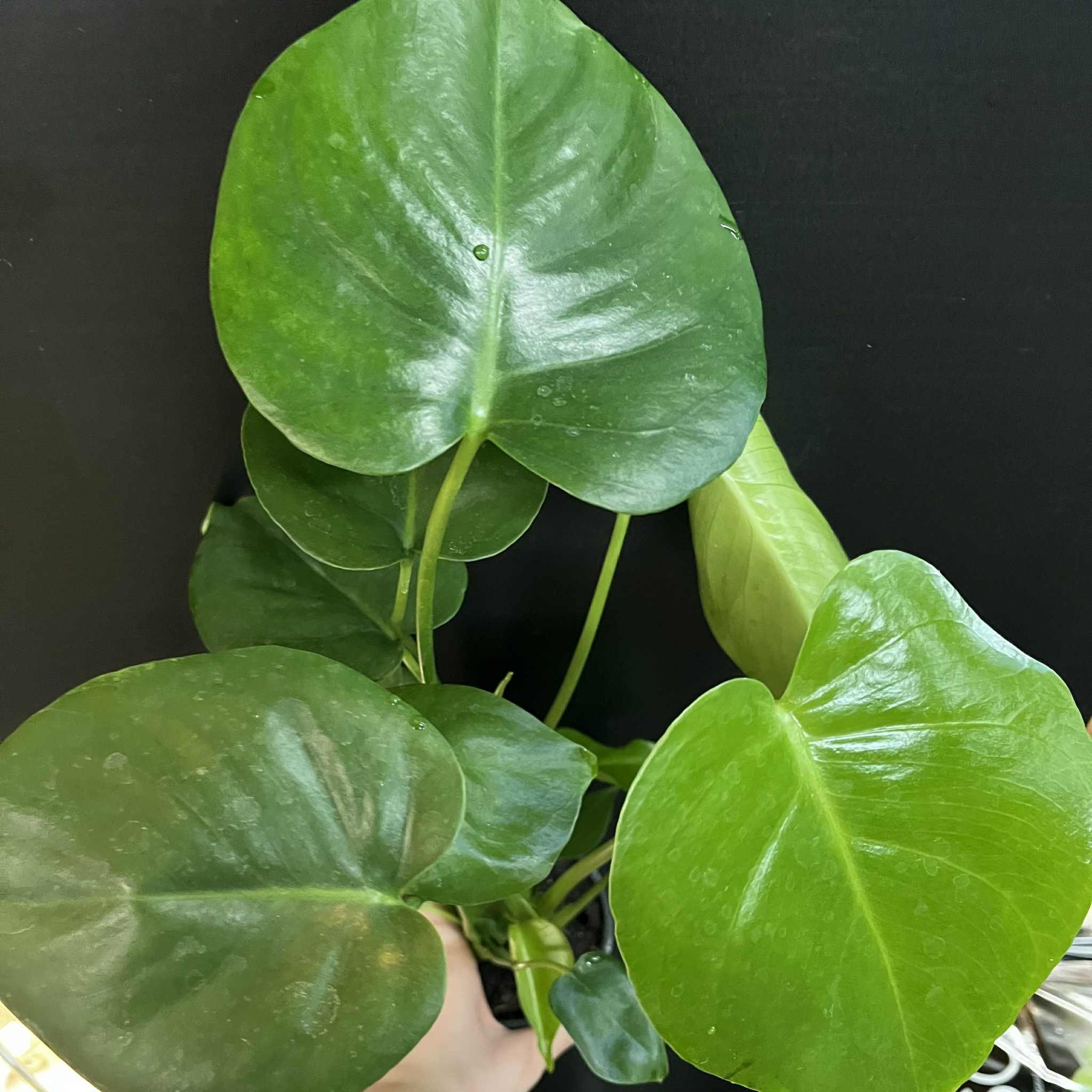 Magazoo Monstera Plant 'Deliciosa' 10cm