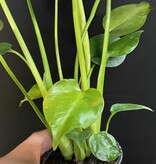 Magazoo Monstera Plant 'Deliciosa' 10cm