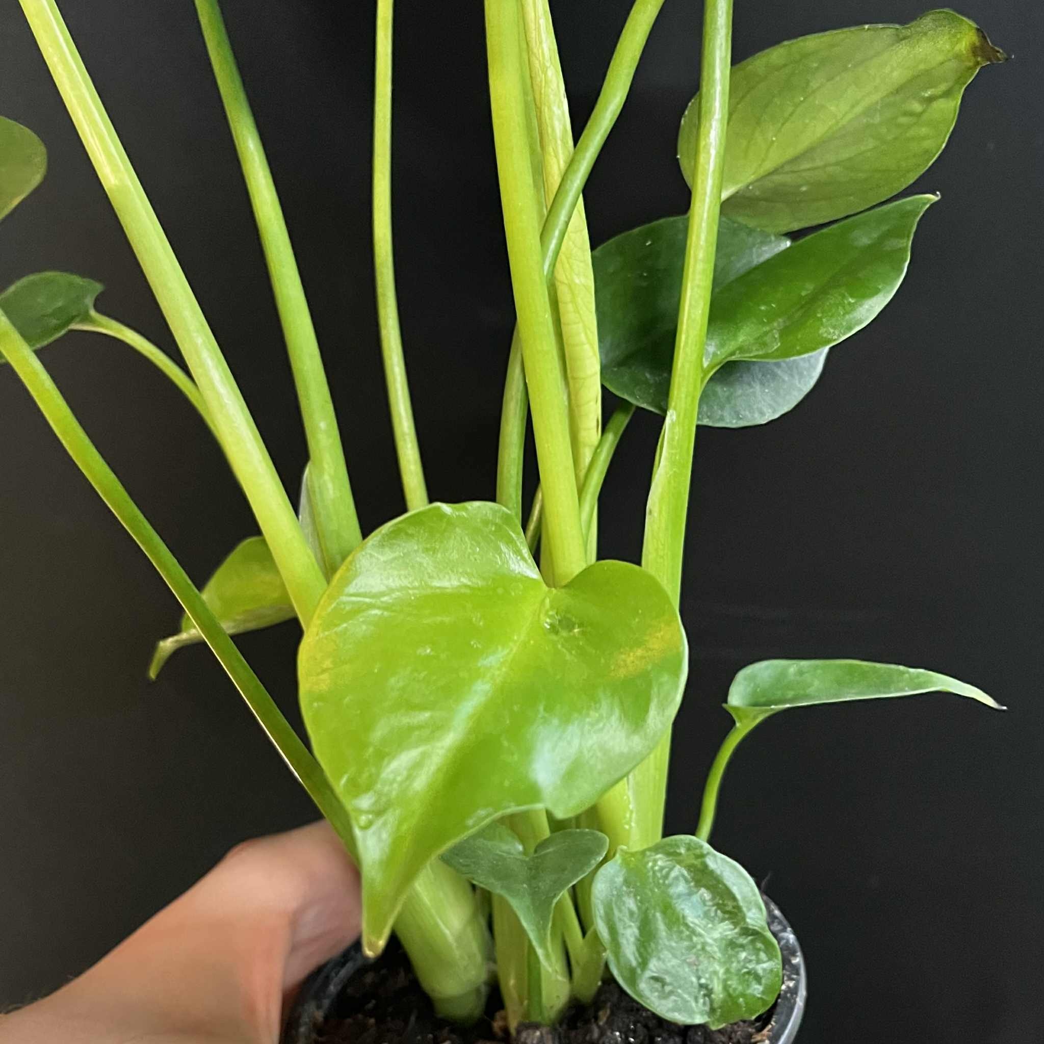 Magazoo Monstera Plant 'Deliciosa' 10cm