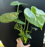 Magazoo Monstera Plant 'Deliciosa' 10cm