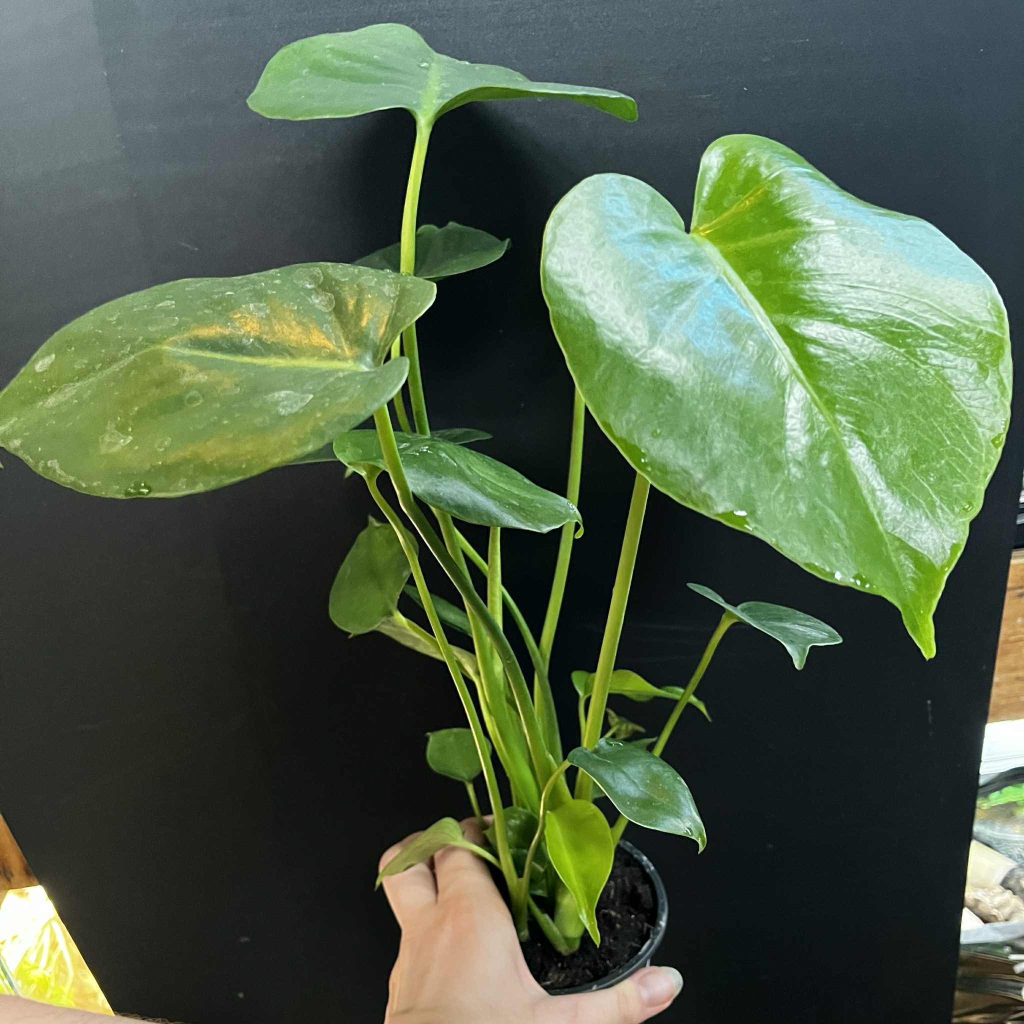 Magazoo Monstera Plant 'Deliciosa' 10cm