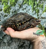 Magazoo Male Ornate wood turtle (6 years old) /  Adoption - 2nd chance