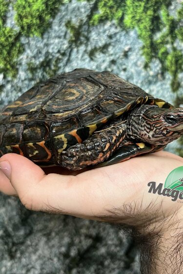 Magazoo Tortue forestière peinte Mâle 6 ans / Adoption - 2ième chance
