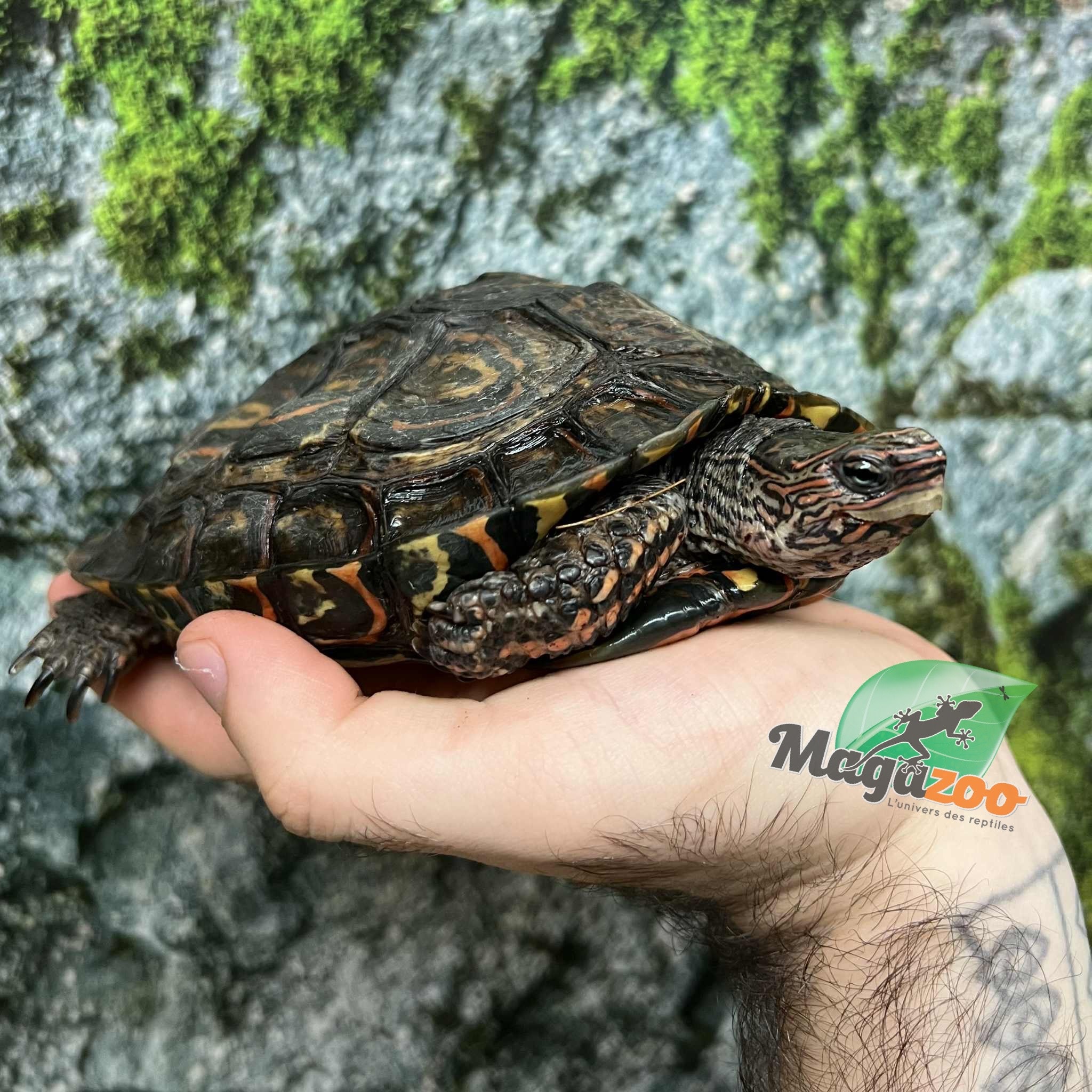 Magazoo Tortue forestière peinte Mâle 6 ans / Adoption - 2ième chance
