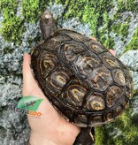 Magazoo Tortue forestière peinte Mâle 6 ans / Adoption - 2ième chance