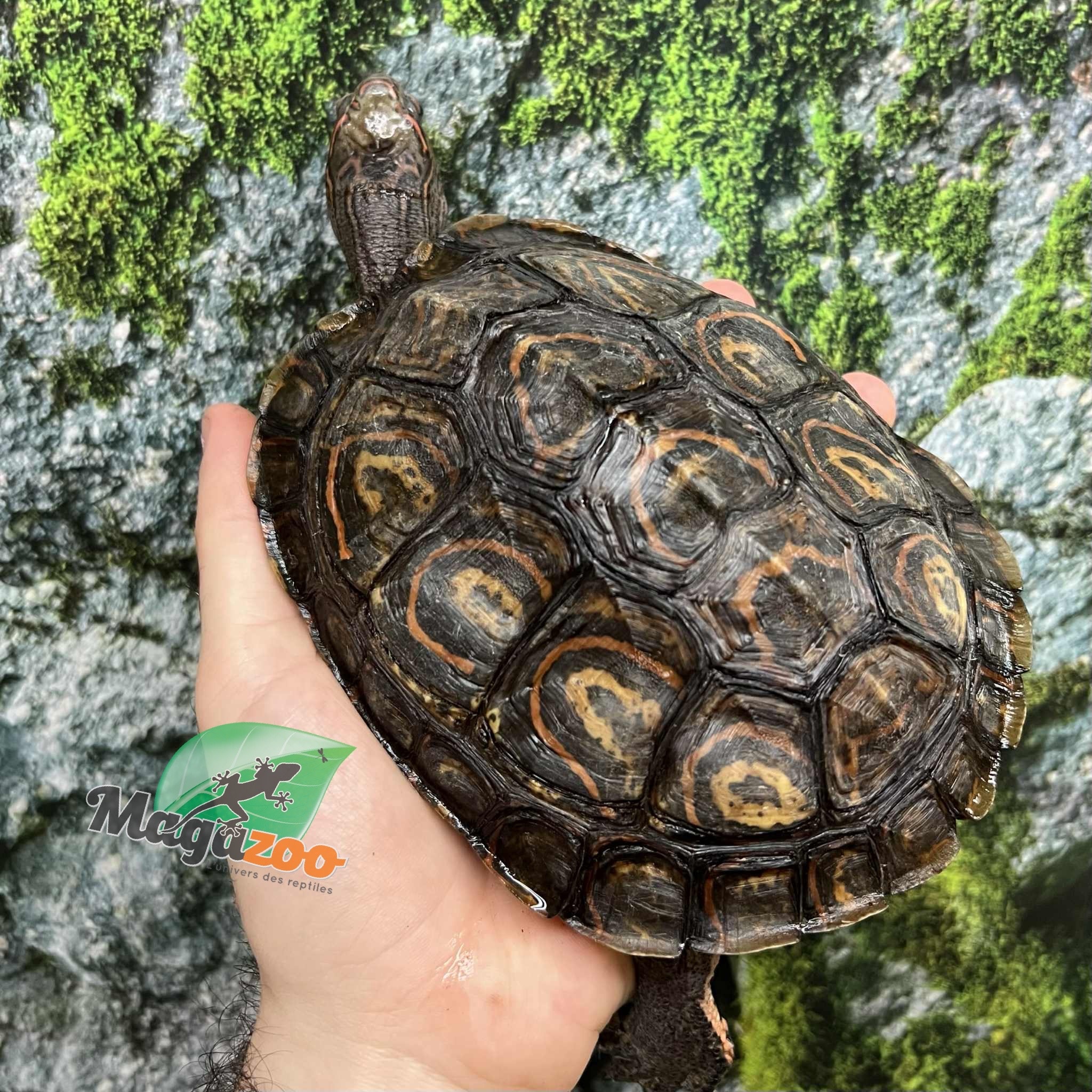Magazoo Tortue forestière peinte Mâle 6 ans / Adoption - 2ième chance