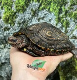 Magazoo Male Ornate wood turtle (6 years old) /  Adoption - 2nd chance