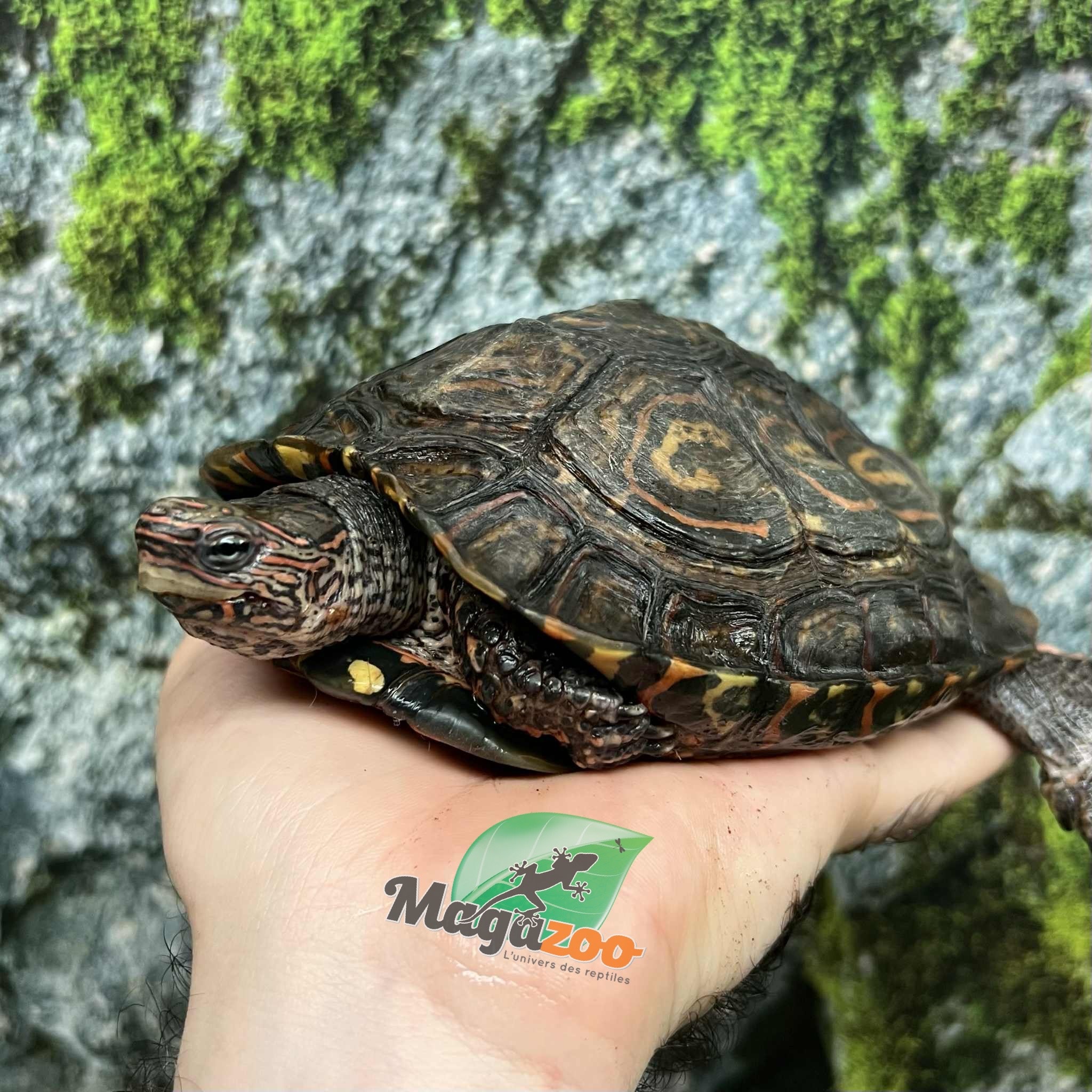 Magazoo Tortue forestière peinte Mâle 6 ans / Adoption - 2ième chance
