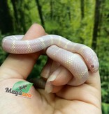 Magazoo Baby Albino Desert California King snake #2
