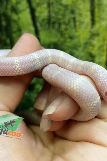Magazoo Baby Albino Desert California King snake #2