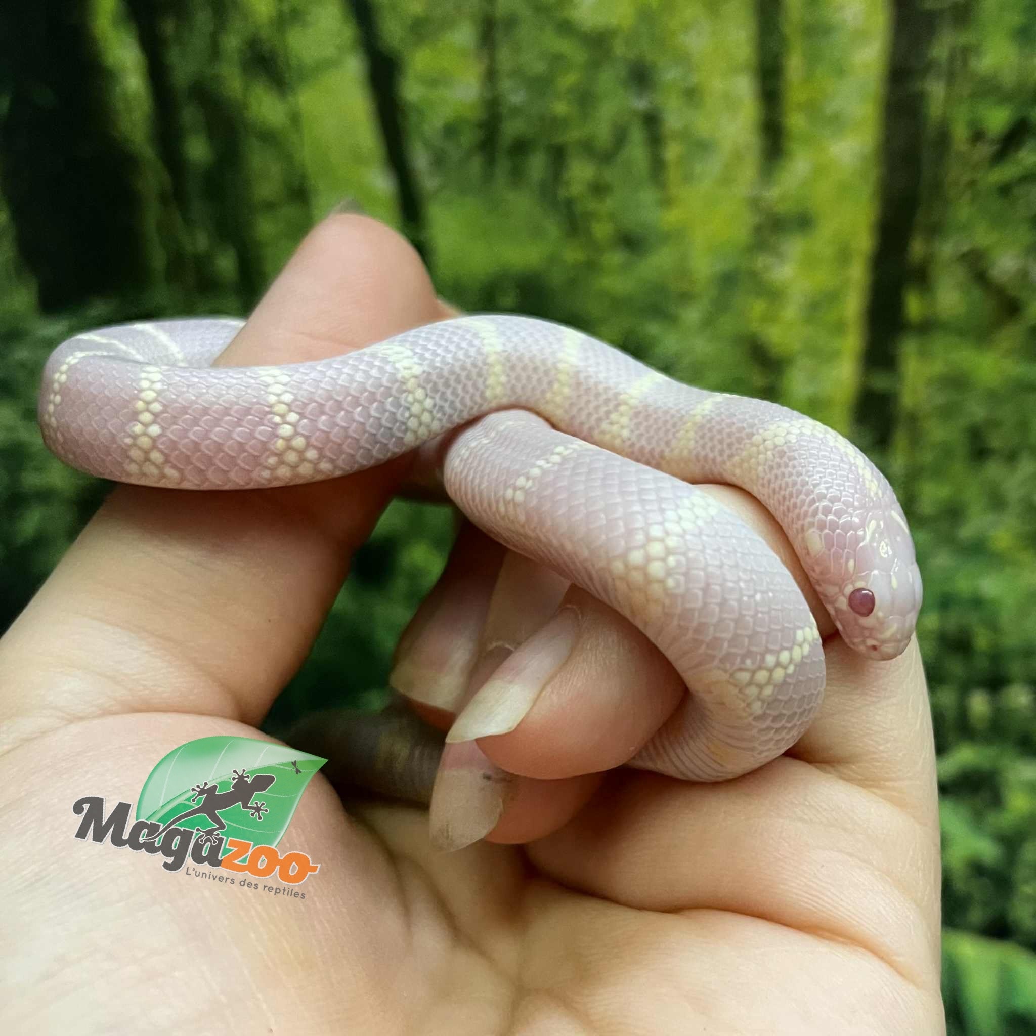 Magazoo Serpent roi de Californie albinos du désert bébé #2