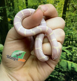 Magazoo Serpent roi de Californie albinos du désert bébé #2