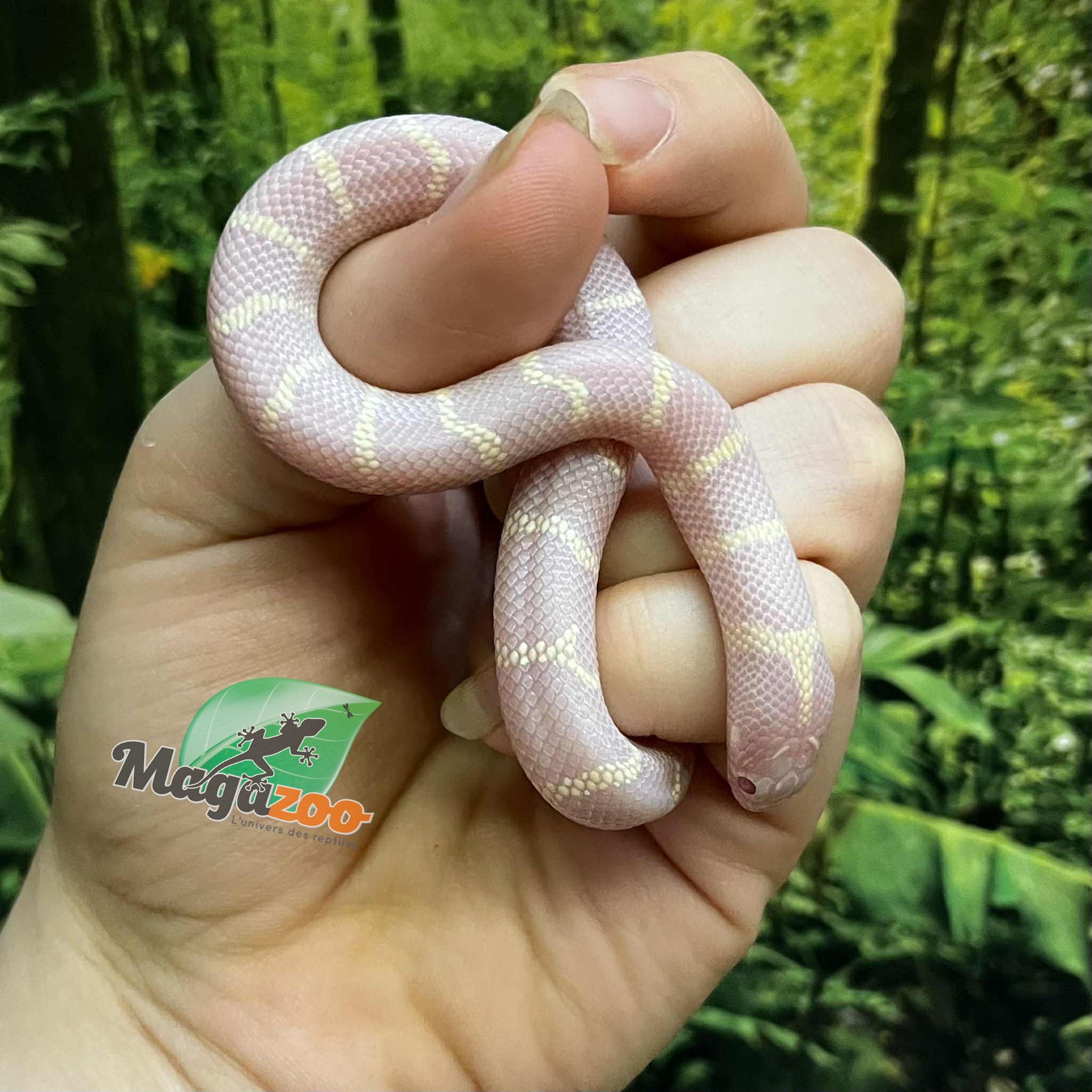 Magazoo Serpent roi de Californie albinos du désert bébé #2