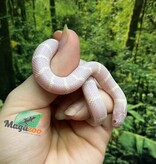 Magazoo Baby Albino Desert California King snake #2