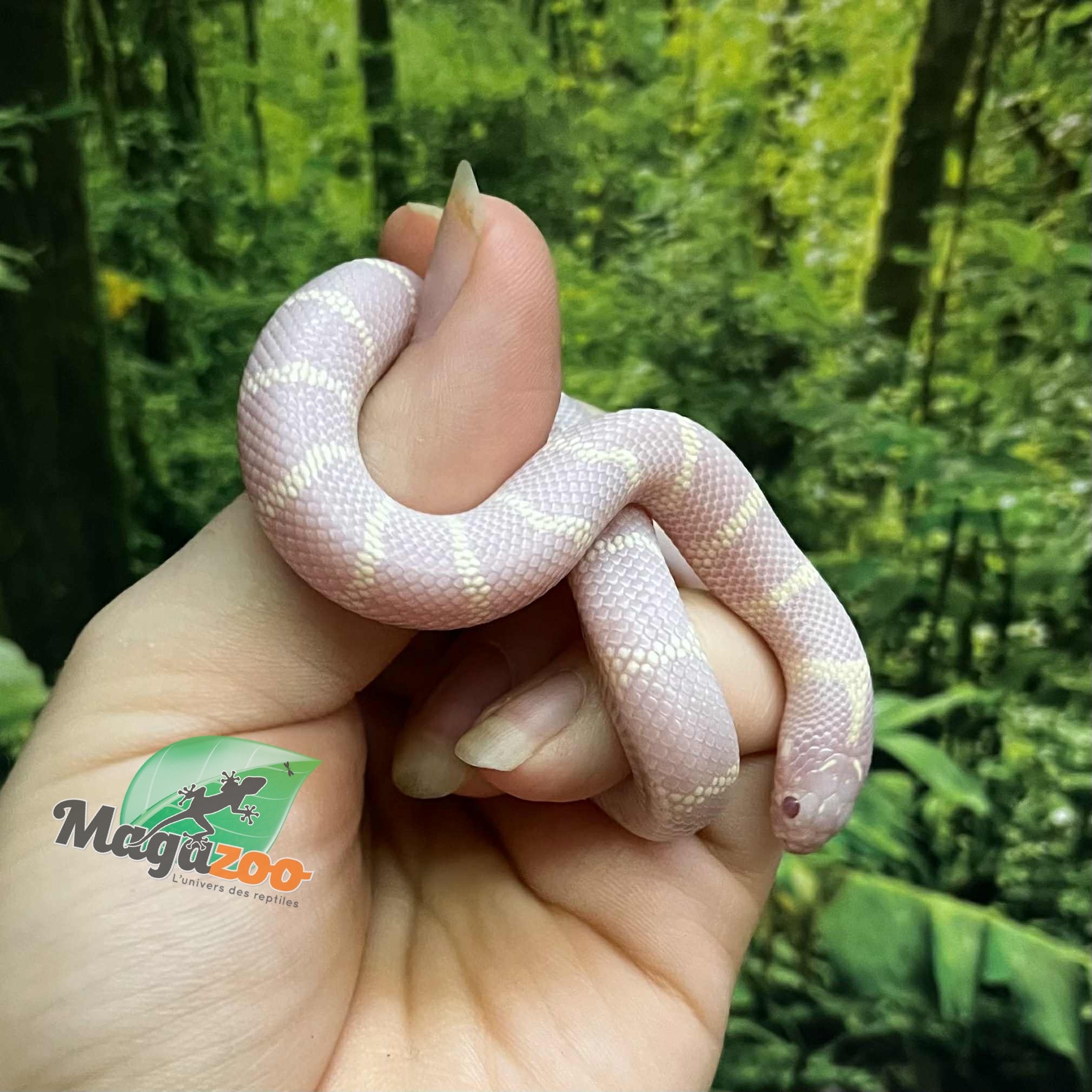 Magazoo Baby Albino Desert California King snake #2